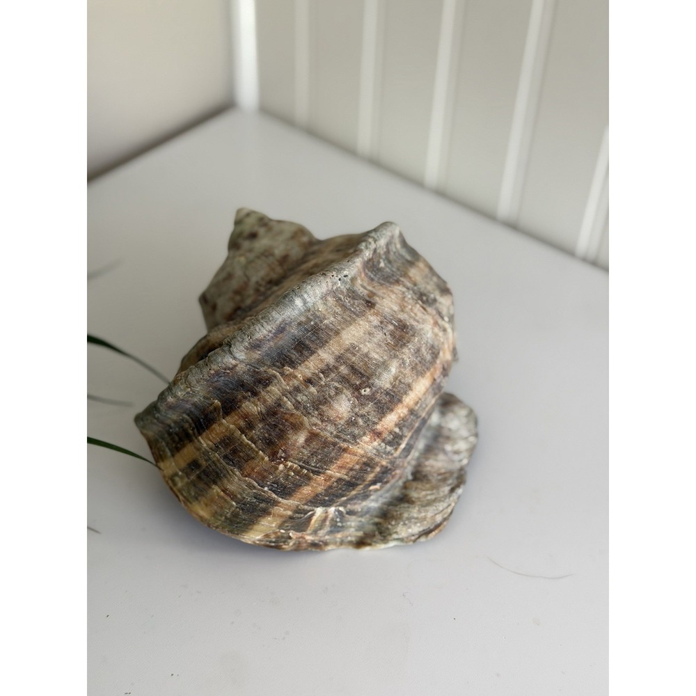 Vintage Natural Turbo Marmoratus Shell 6x6" Big Green Turban Shell